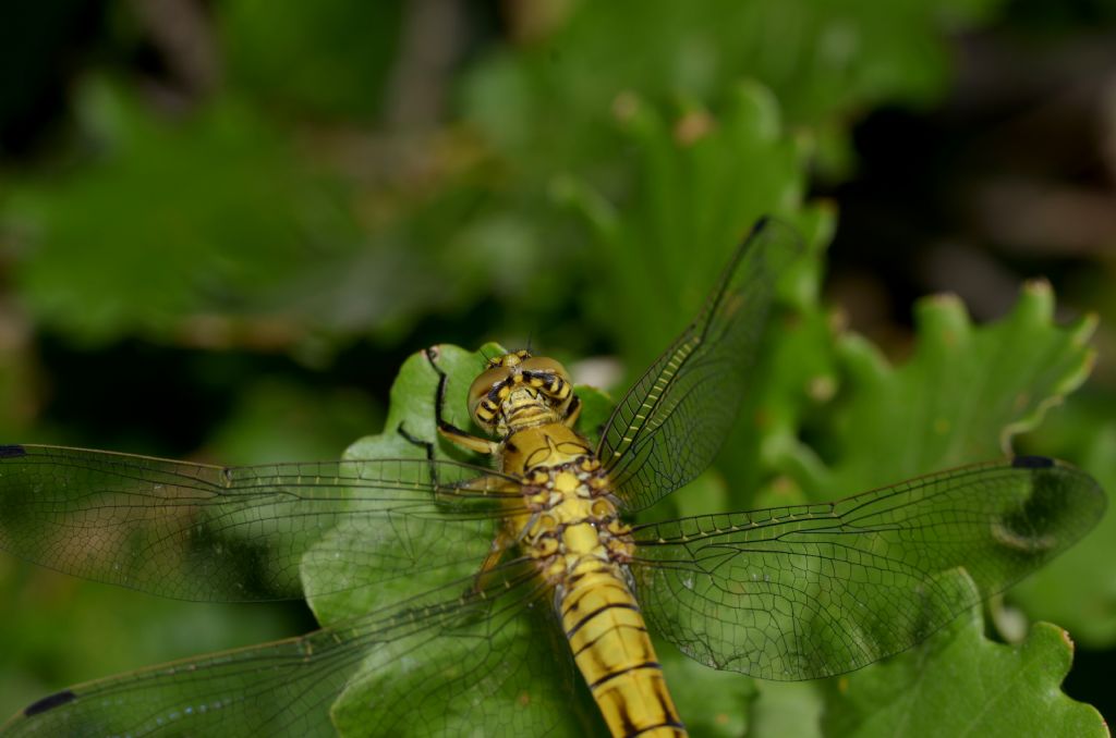 Orthetrum cancellatum ?  S !